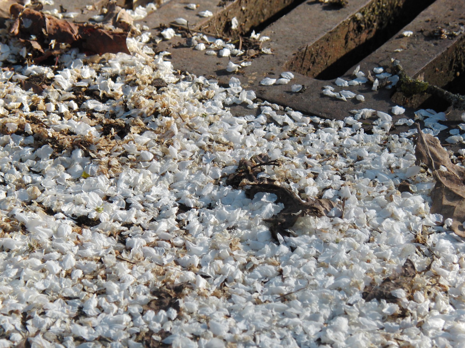 Ende einer Blütenpracht Ende einer Blütenpracht