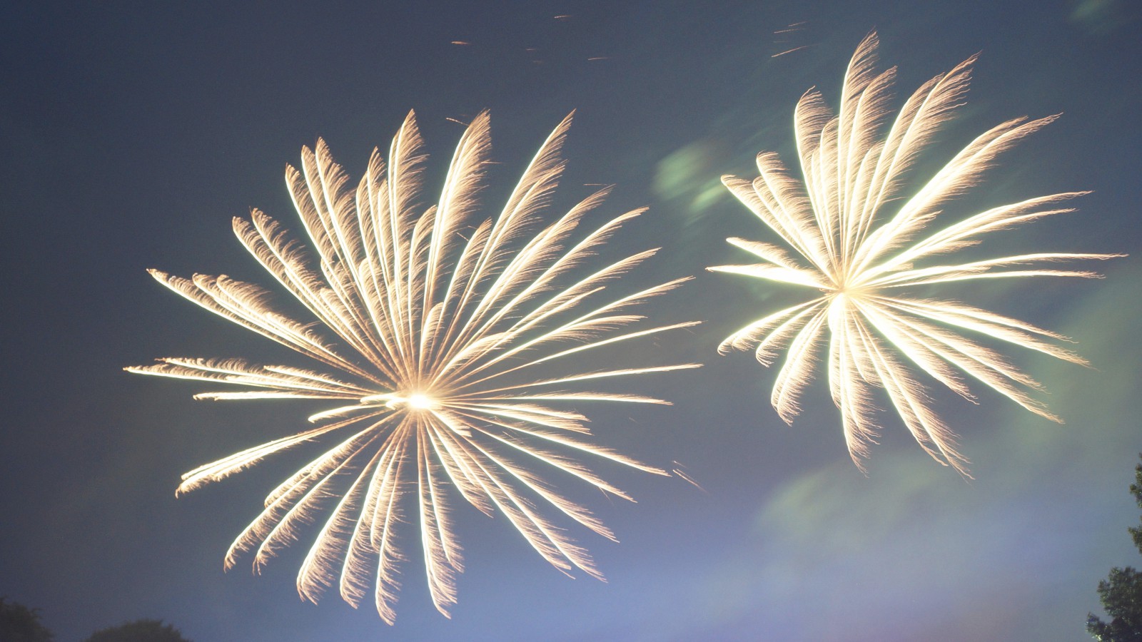 Feuerwerksterne  Feuerwerksterne