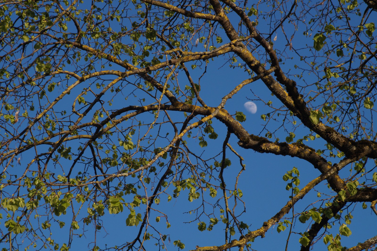 Frühlingsmond Frühlingsmond