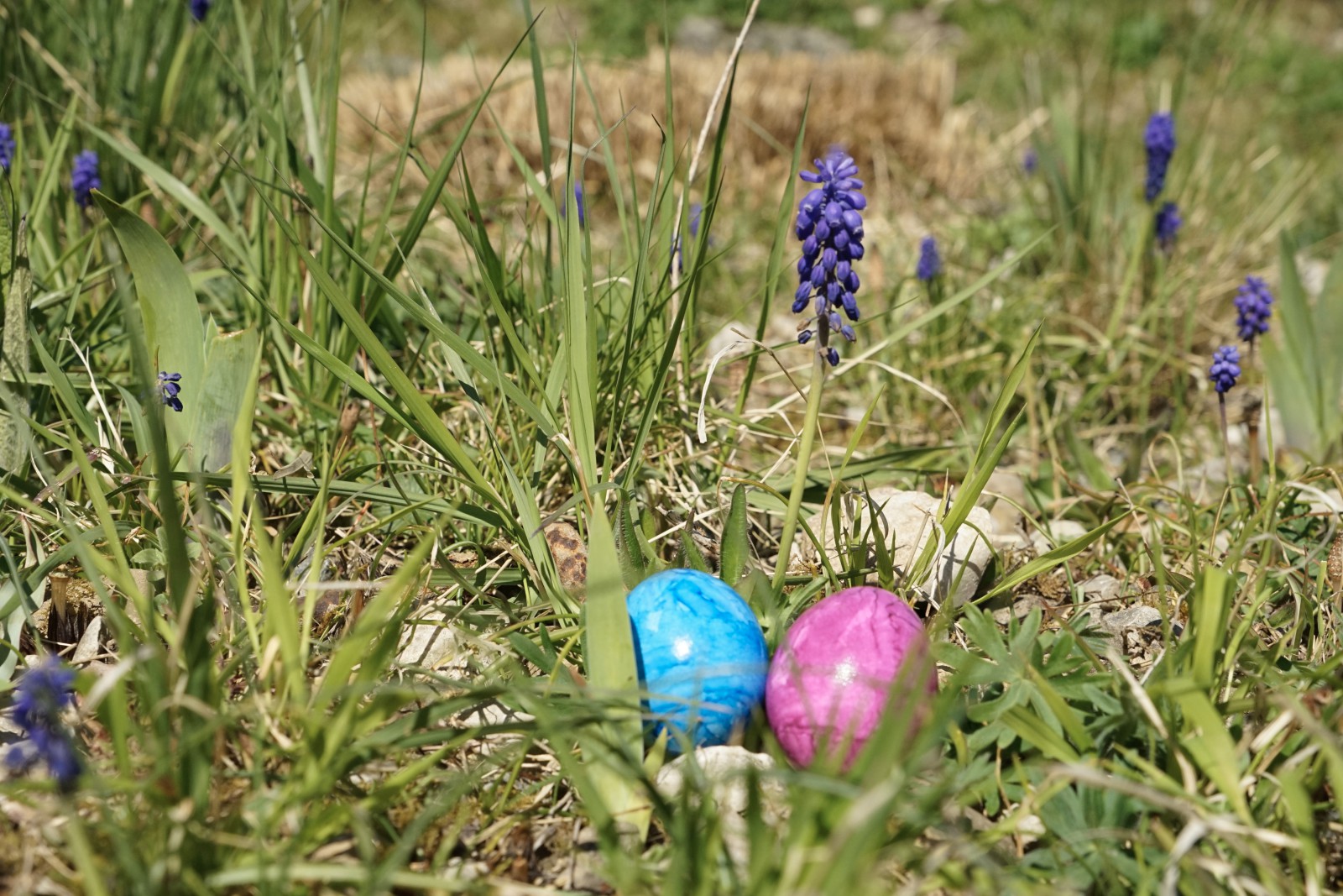 Im Garten versteckt (Ostereier) Im Garten versteckt (Ostereier)