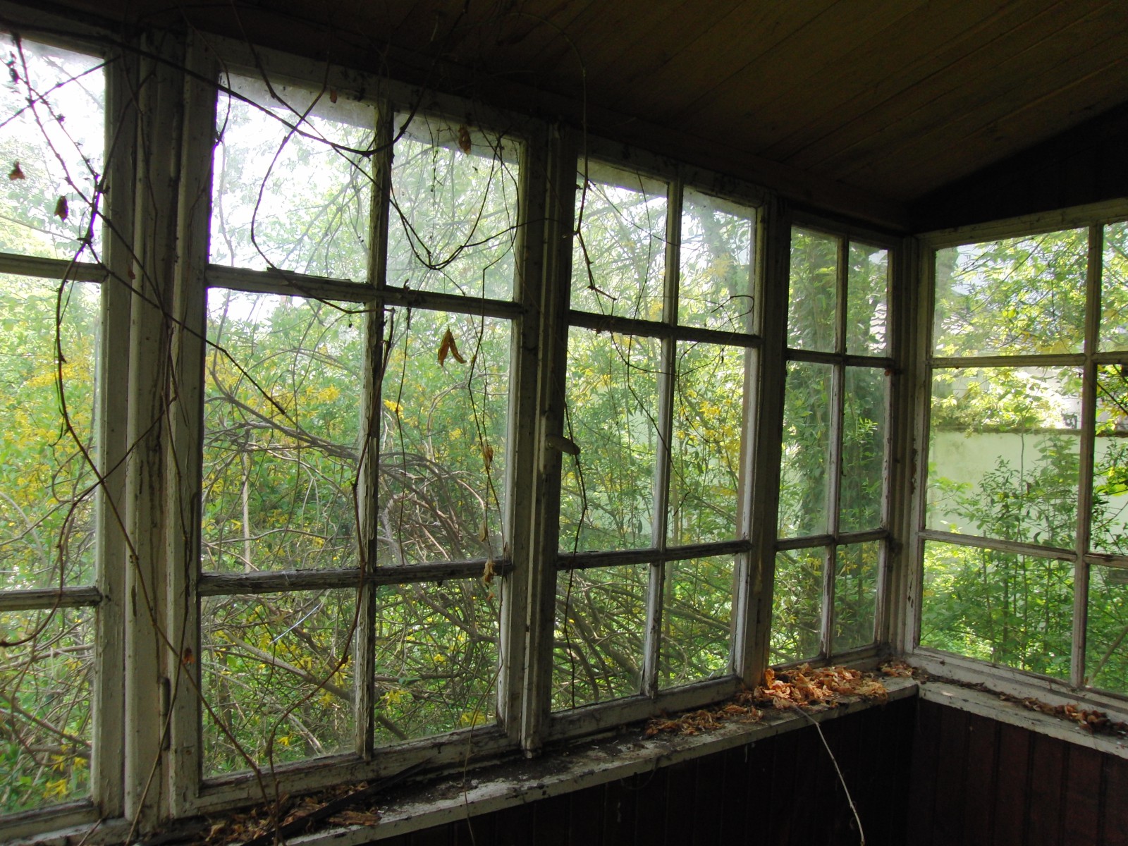 Kleiner verlassener Wintergarten Kleiner verlassener Wintergarten