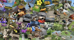 Nikipics Bilder-Collage