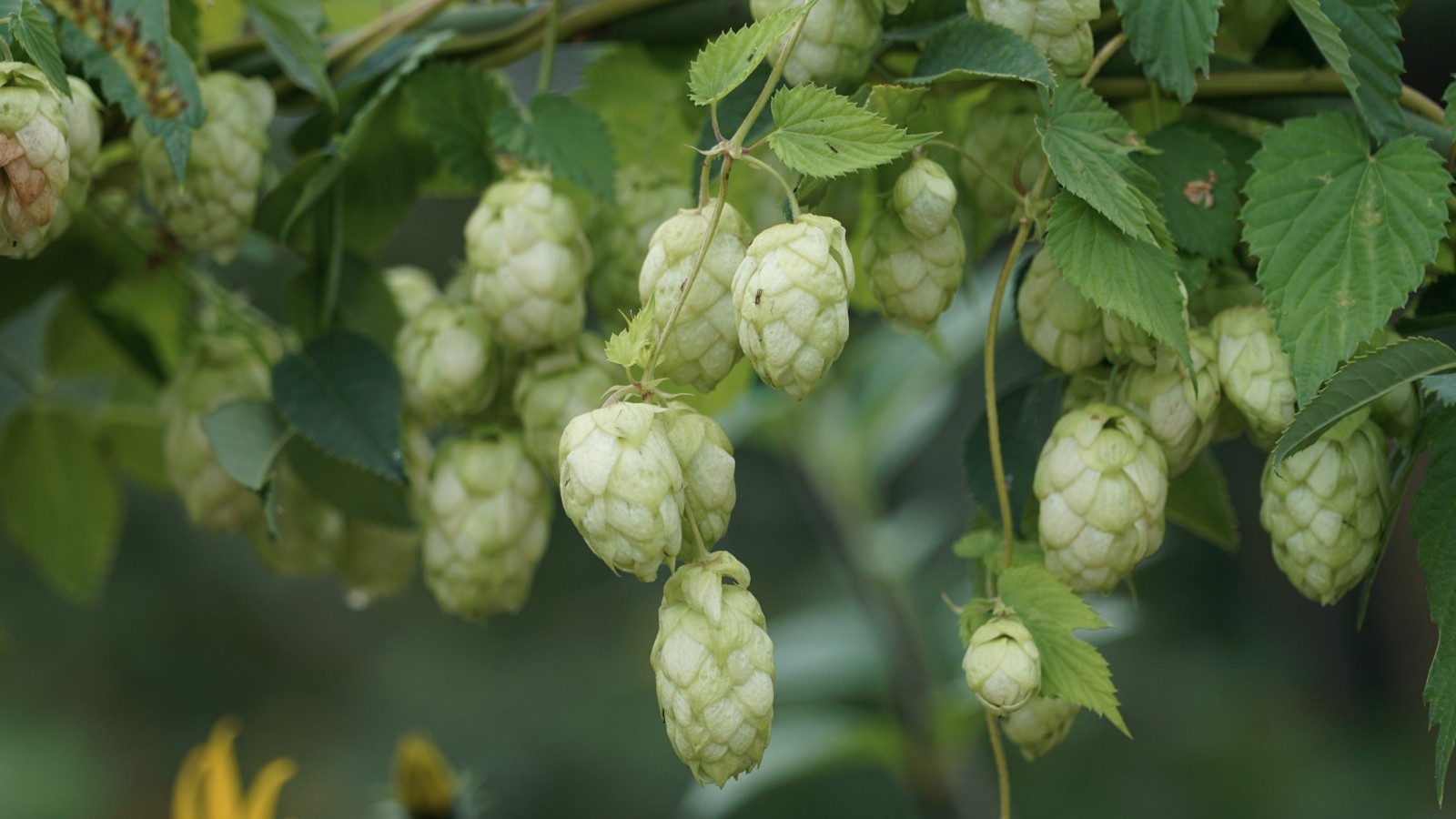 Ohne uns kein Bier Ohne uns kein Bier
