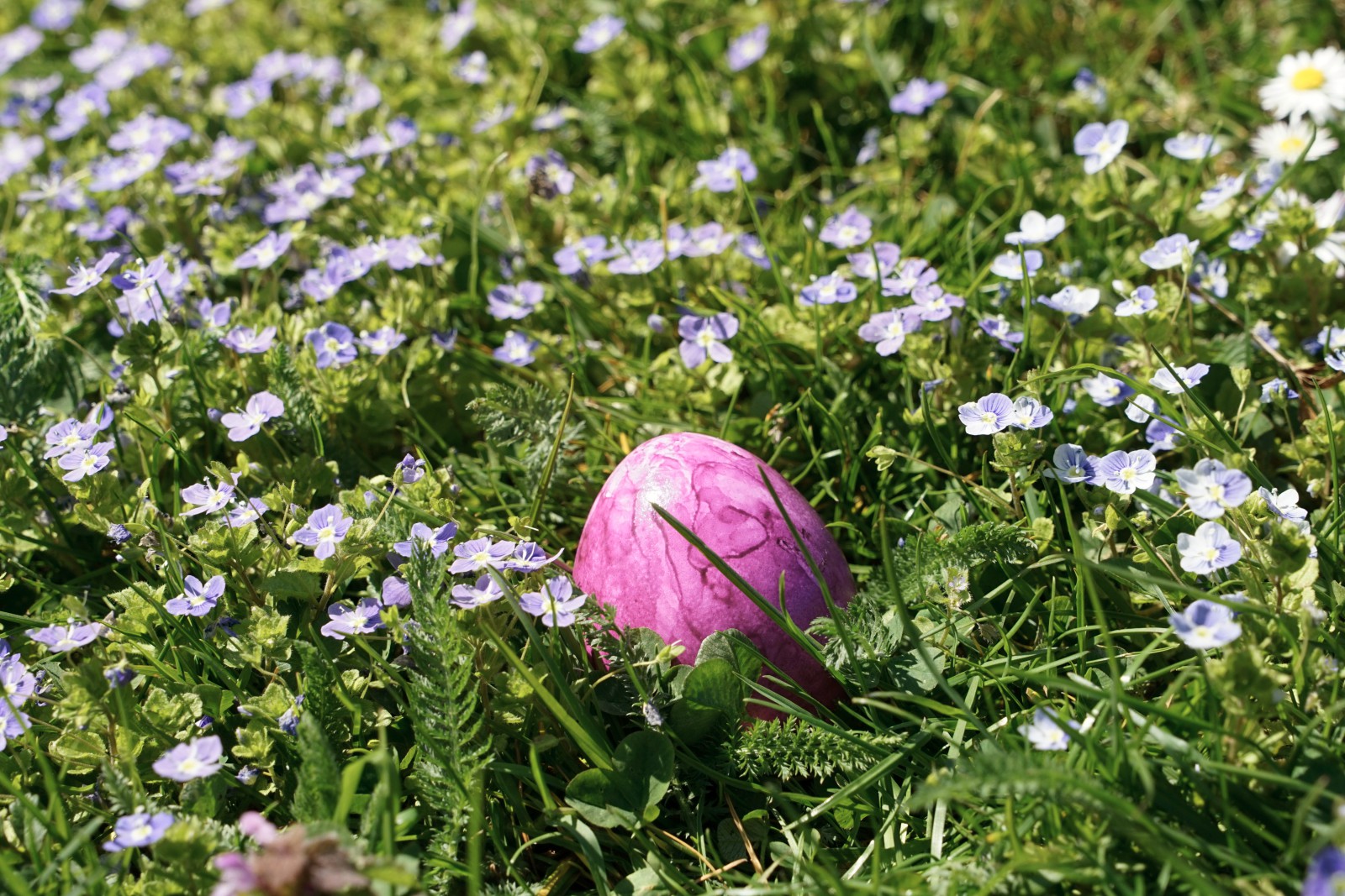 Osterei in der Wiese  Osterei in der Wiese
