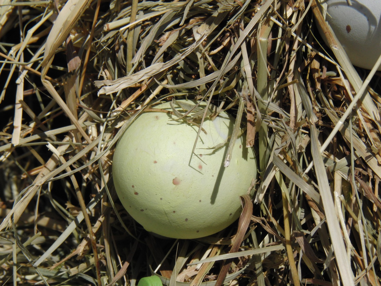 Ei im Nest Ei im Nest