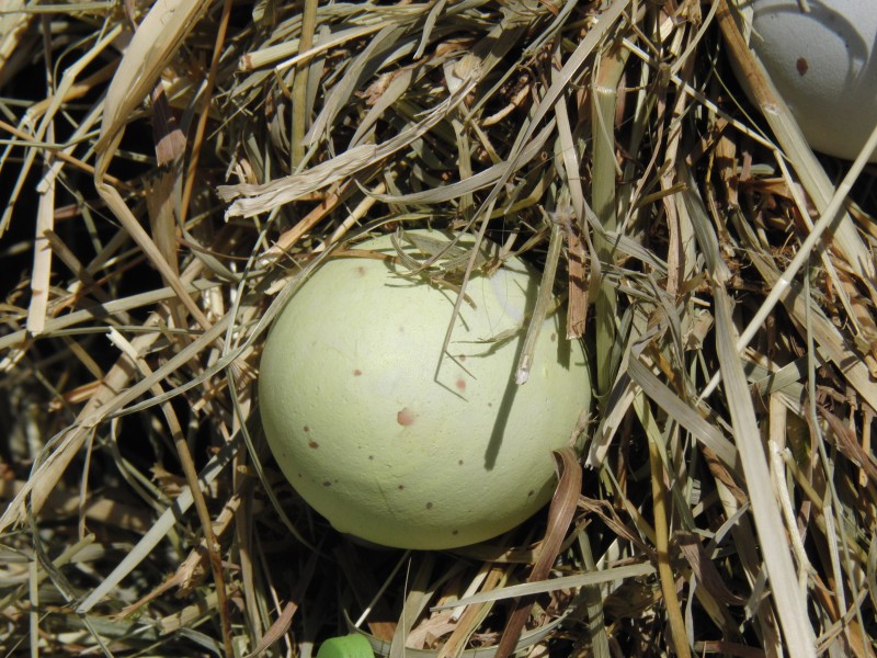  Osterei im Nest