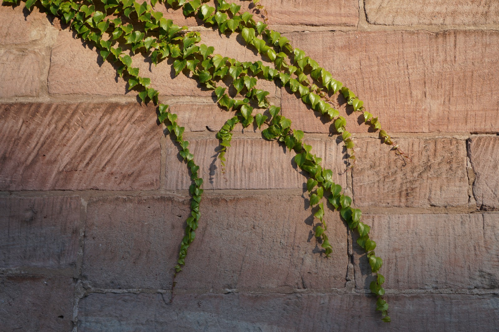 Sandsteinmauer mit Efeu Sandsteinmauer mit Efeu