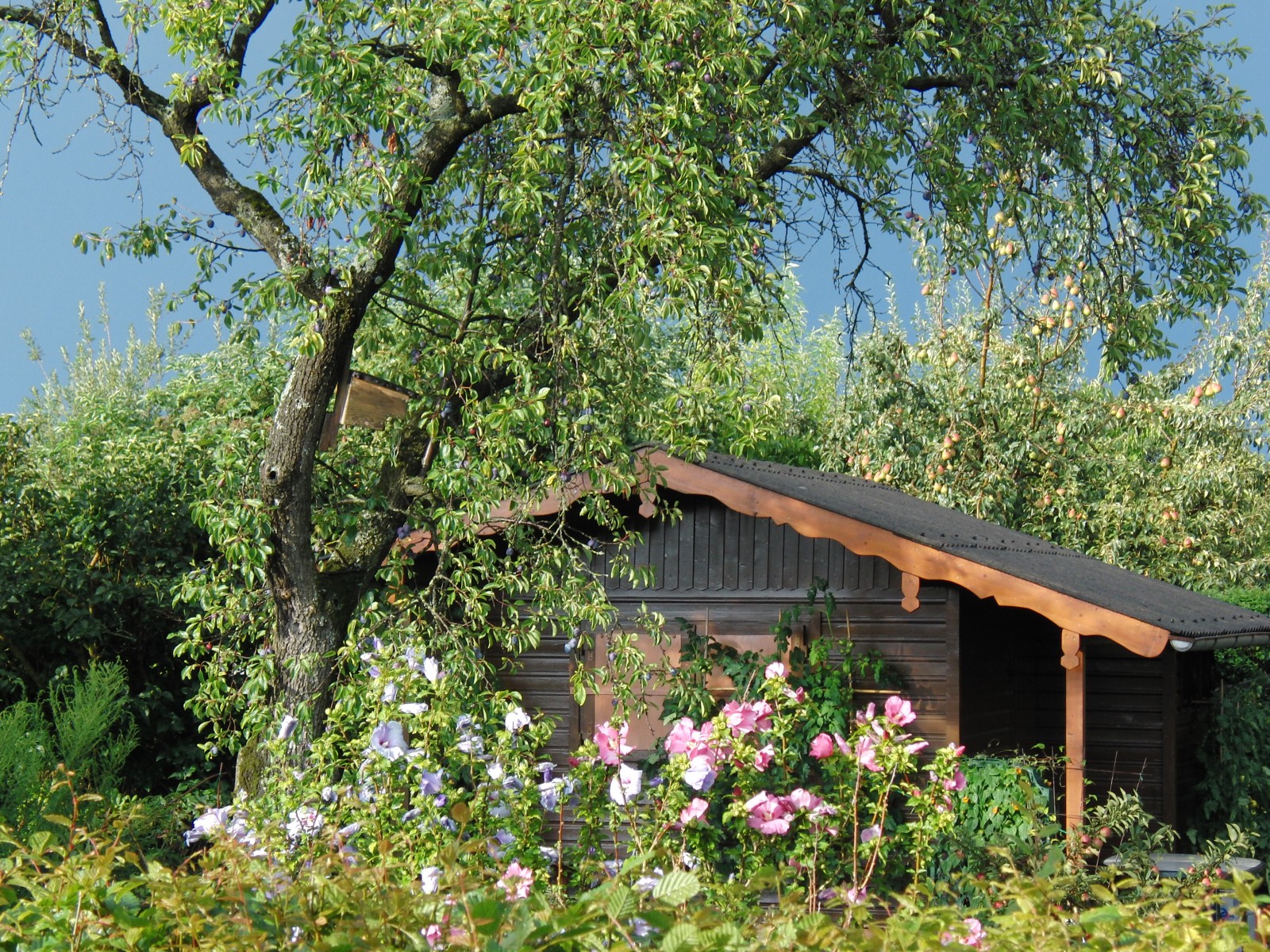 Schrebergarten  Schrebergarten