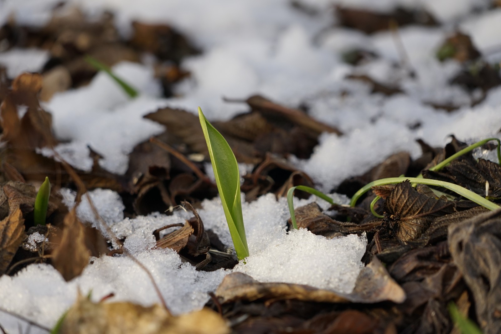 Startklar für den Frühlingsanfang Startklar für den Frühlingsanfang