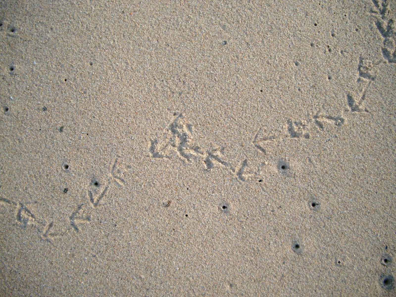 Vogelspuren im Sand  Vogelspuren im Sand