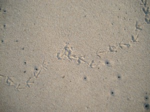 Vogelspuren im Sand 