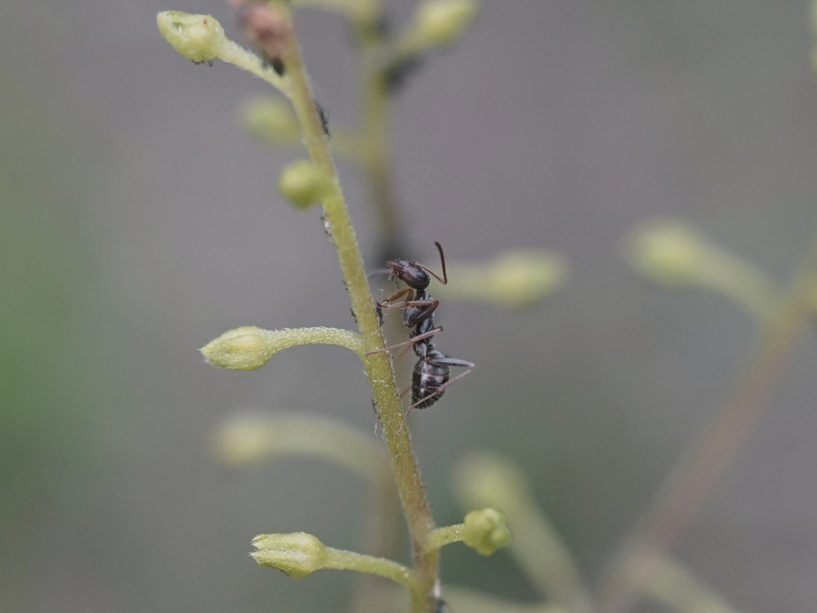 Ameise am Stängel Ameise am Stängel