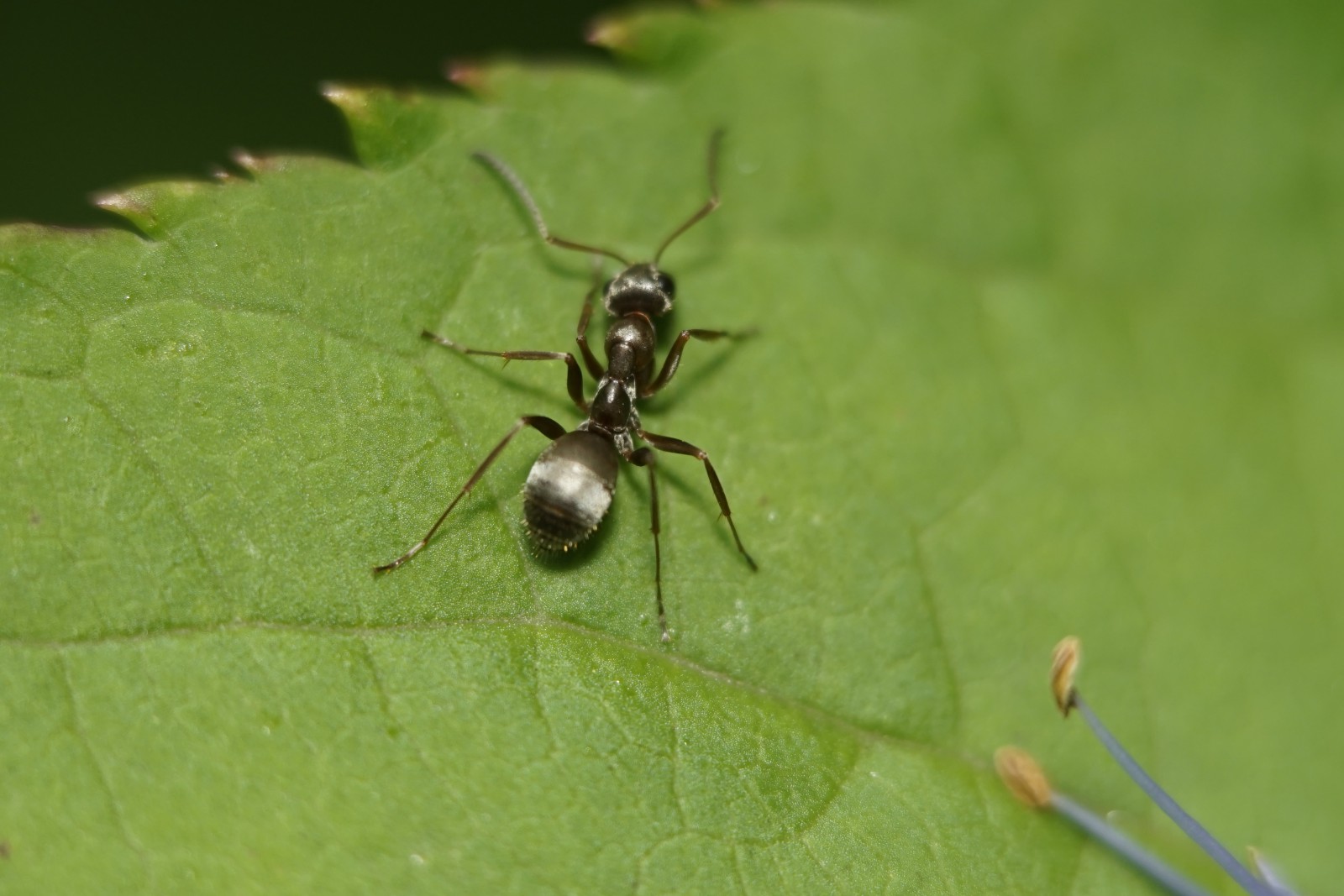 Ameise auf Blatt Ameise auf Blatt