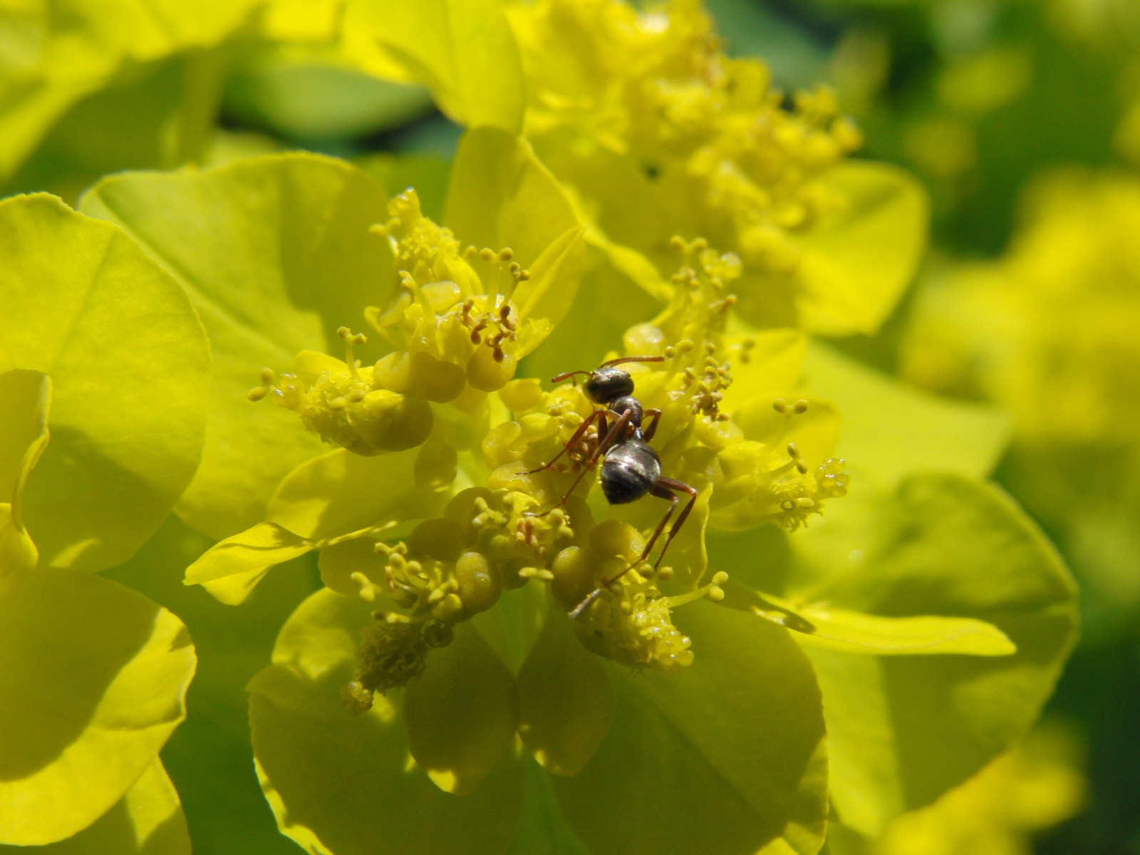 Ameise auf gelber Blüte 1 Ameise auf gelber Blüte 1