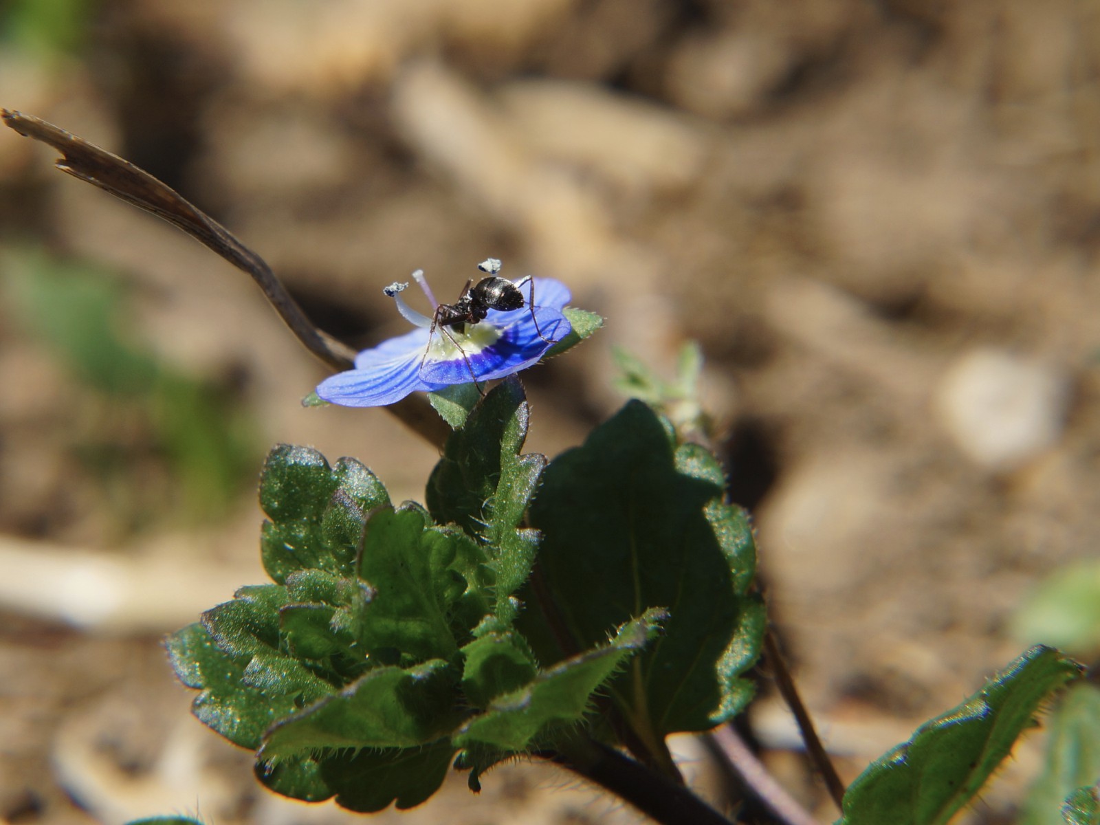 Ameise auf Gewitterblume Ameise auf Gewitterblume