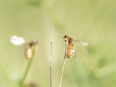  Sonstige Insekten
