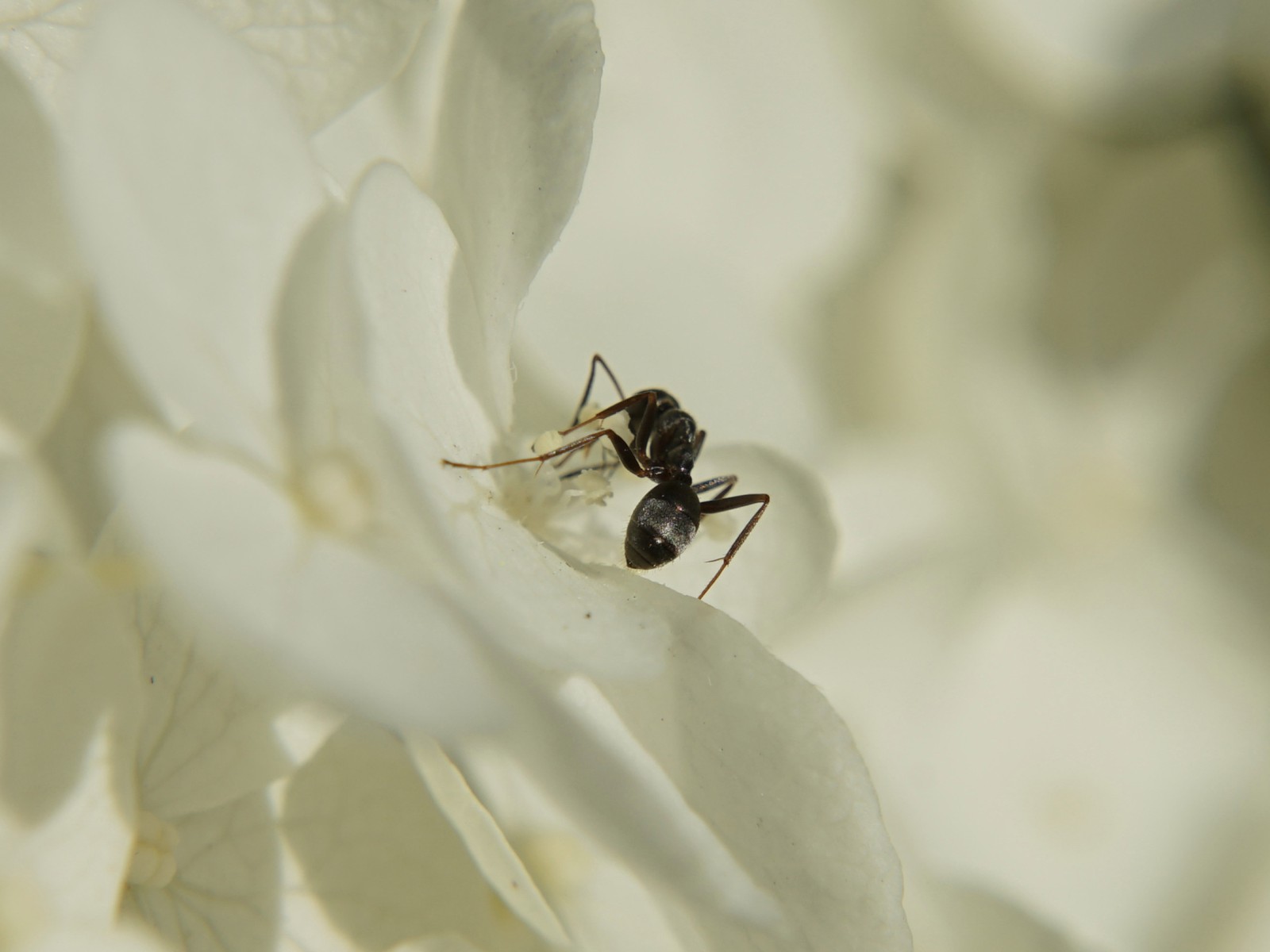 Ameisenpopo Ameisenpopo