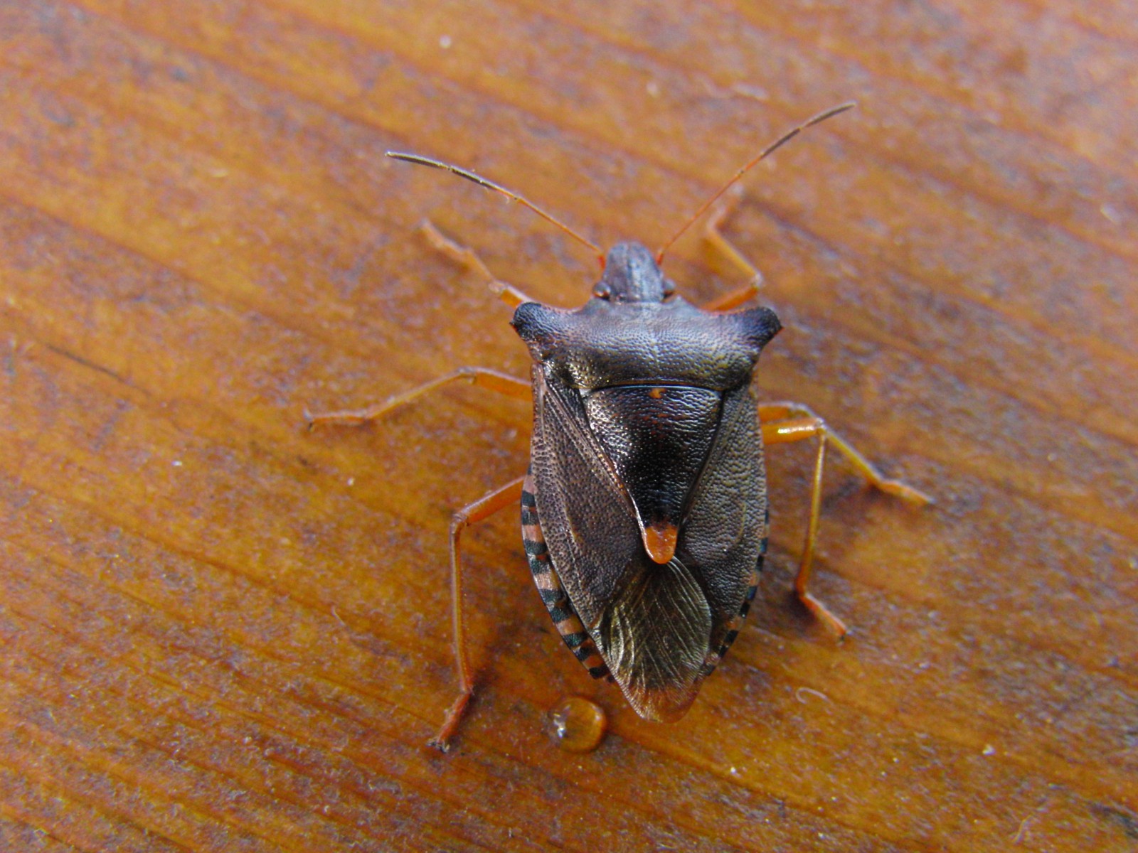 Die rotbeinige Baumwanze Karl  Die rotbeinige Baumwanze Karl