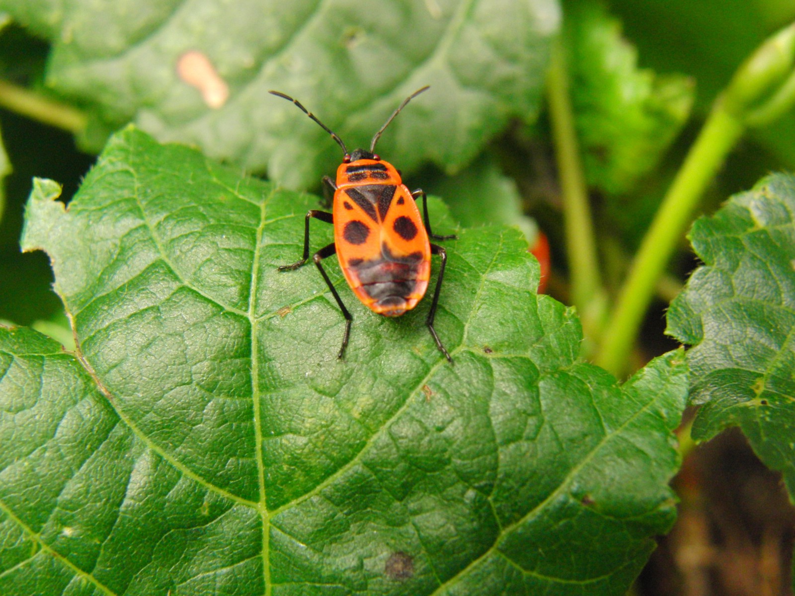 Feuerwanze auf grünen Blatt  Feuerwanze auf grünen Blatt