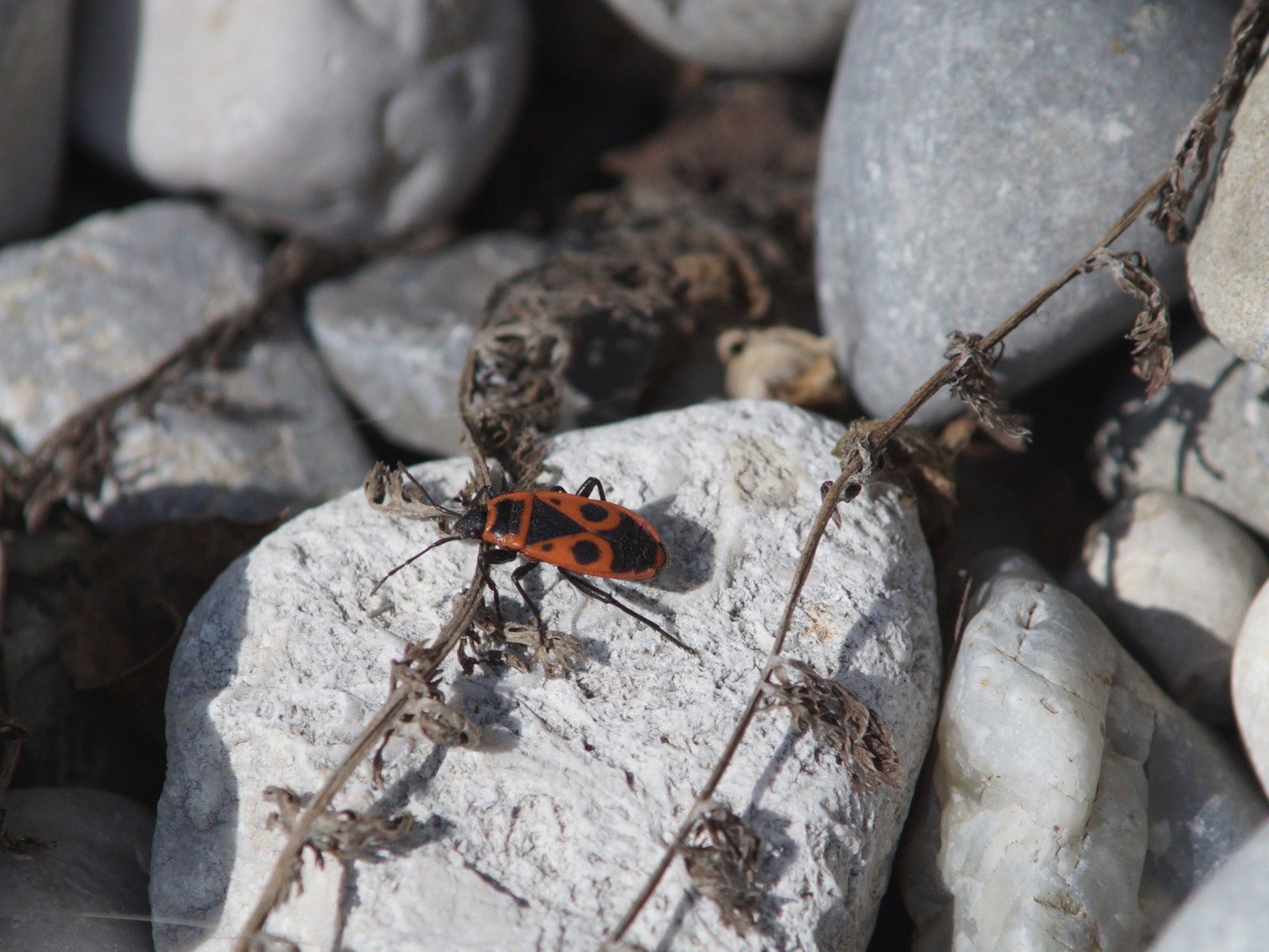 Feuerwanze auf Stein Feuerwanze auf Stein