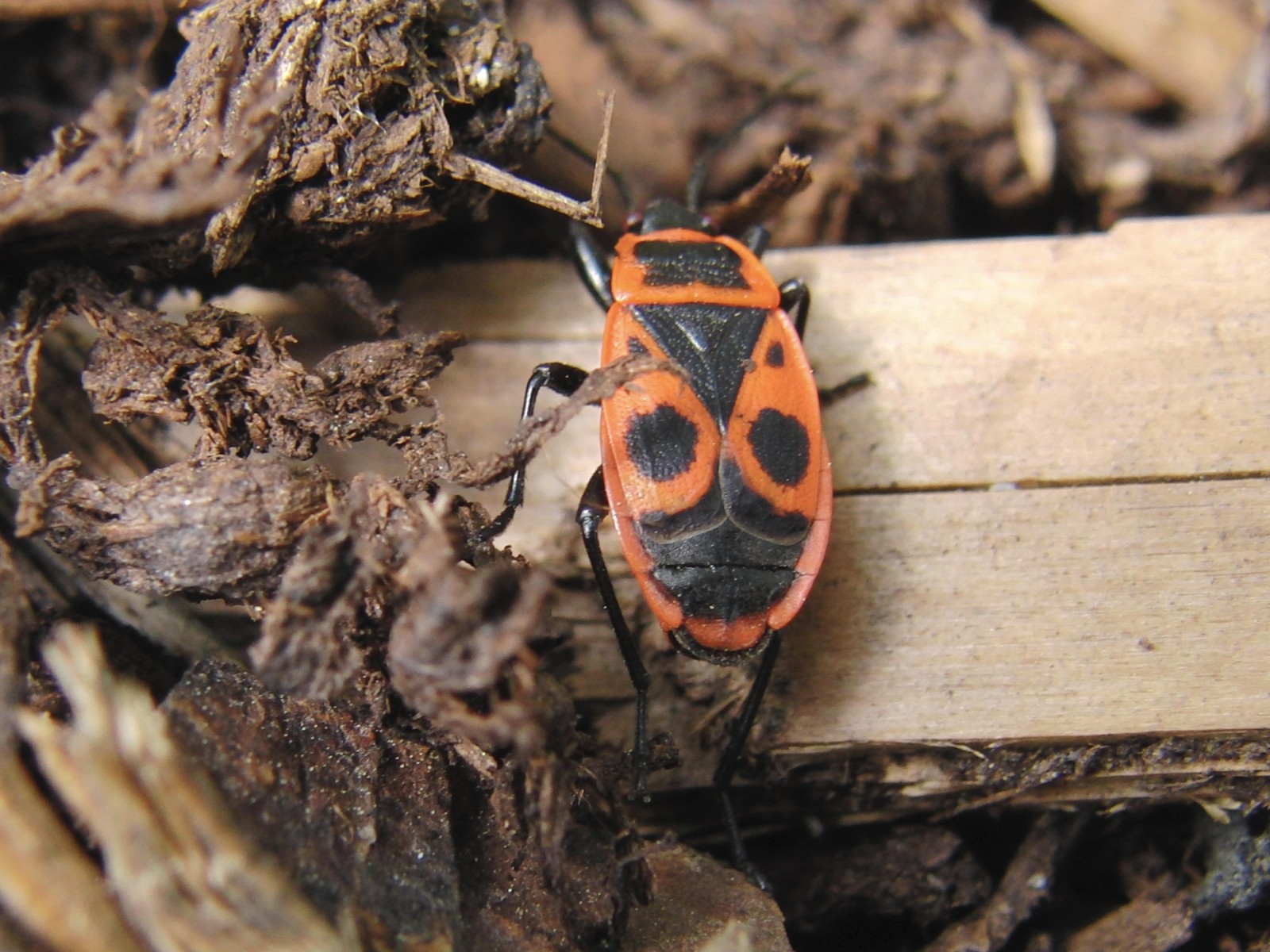 Feuerwanze von hinten Feuerwanze von hinten