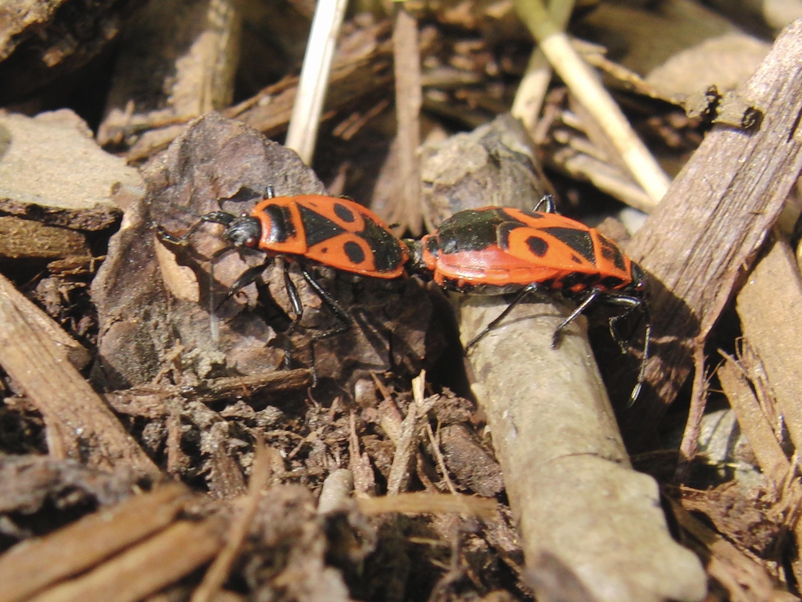 Feuerwanzen bei der Fortpflanzung  Feuerwanzen bei der Fortpflanzung