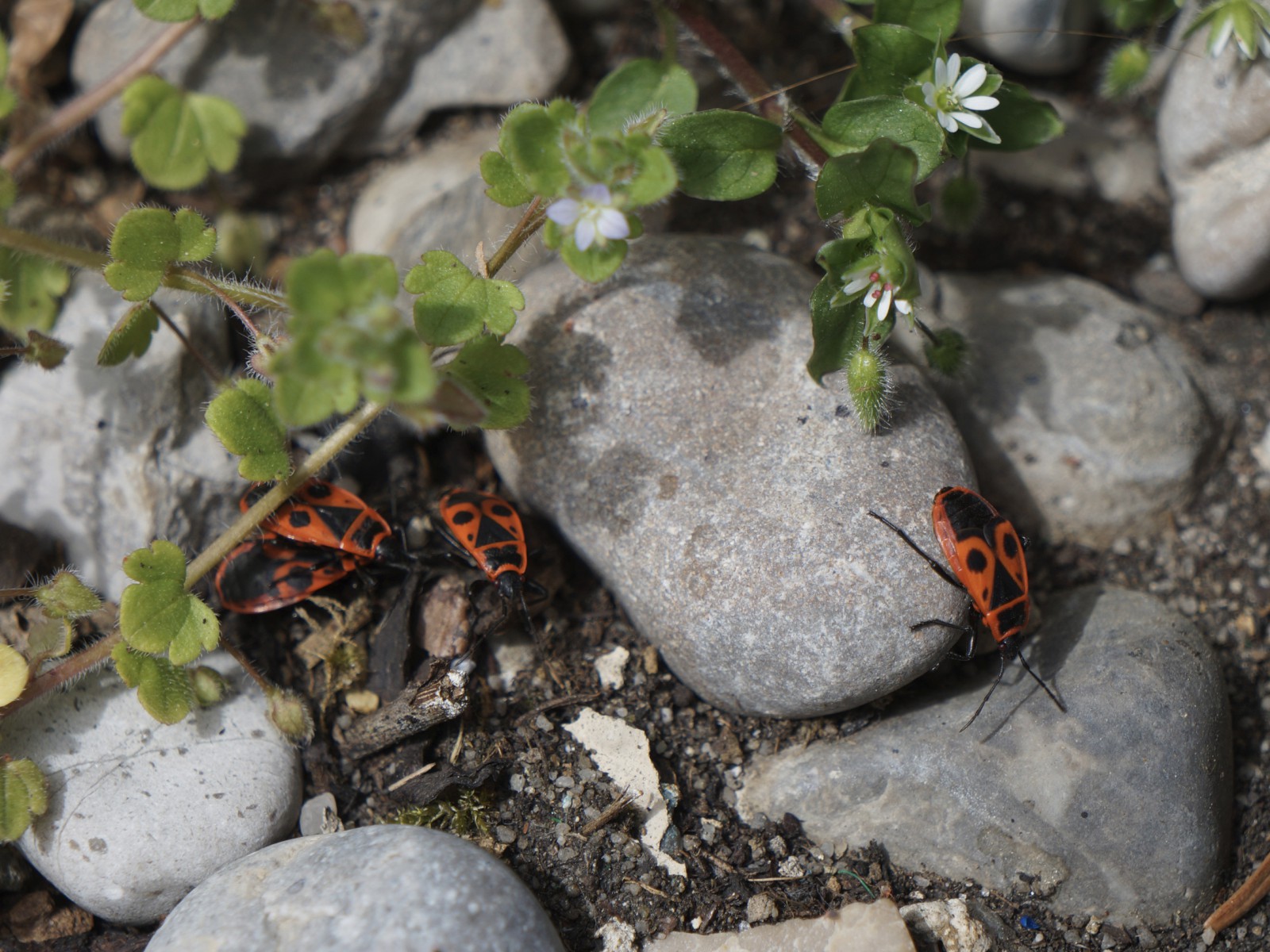 Feuerwanzen im Frühling Feuerwanzen im Frühling