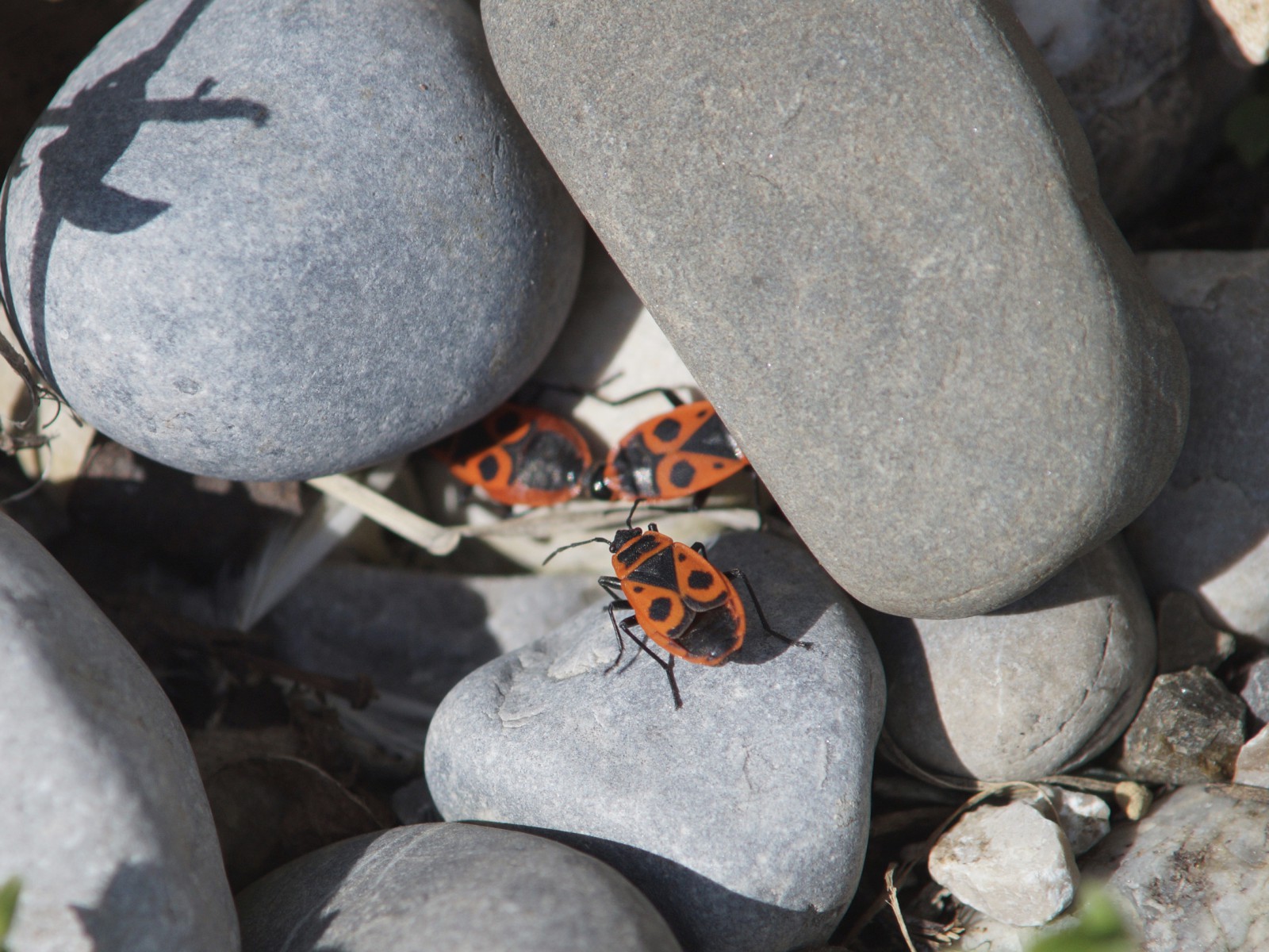 Feuerwanzen Peepshow Feuerwanzen Peepshow