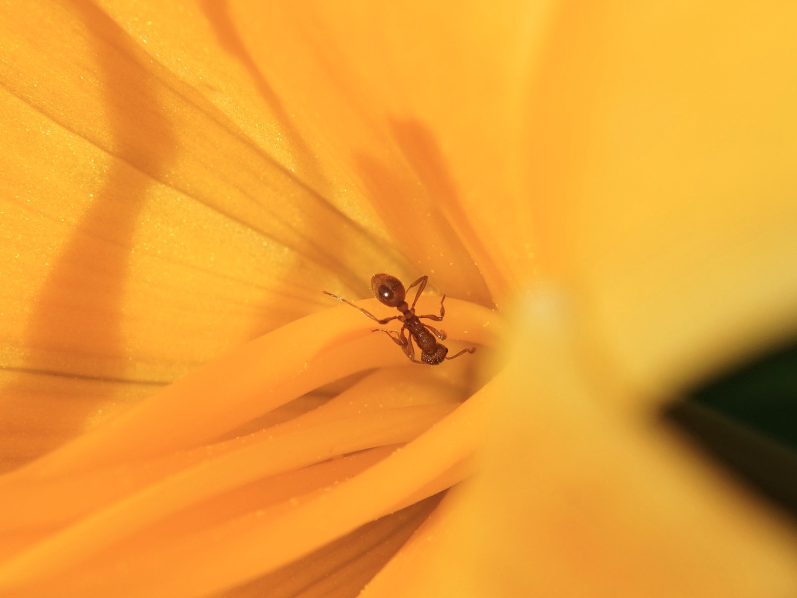 Kleine braune Ameise  Kleine braune Ameise