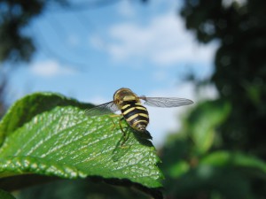 Startklar Wespe vorm Abflug Startklar Wespe vorm Abflug