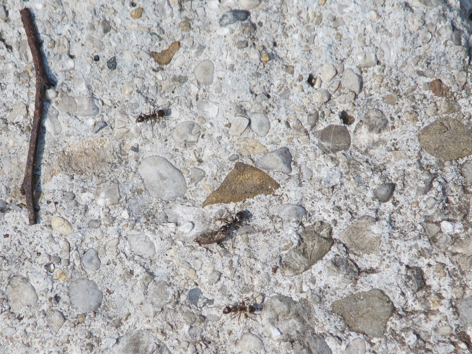 Steinharte Arbeit (Ameisen) Steinharte Arbeit (Ameisen)