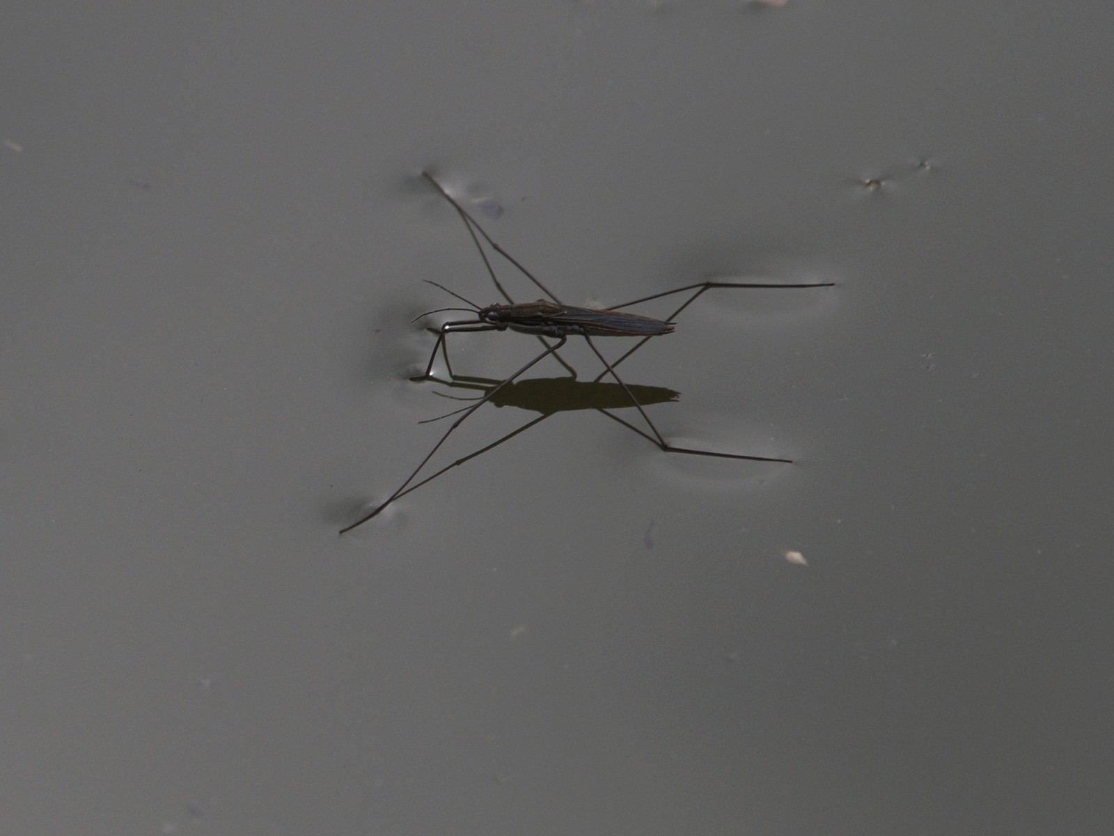 Wasserläufer 2 Wasserläufer 2