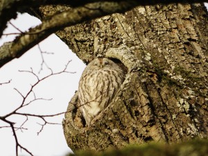  Waldkauz Kasimir beim Nickerchen