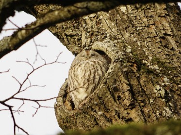  Sonstige Vögel