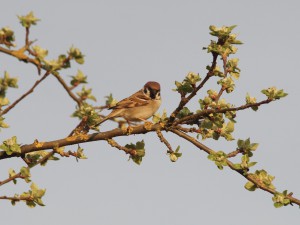 Feldsperling auf Frühlingsast 1 Feldsperling auf Frühlingsast 1