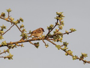 Feldsperling auf Frühlingsast 2 Feldsperling auf Frühlingsast 2