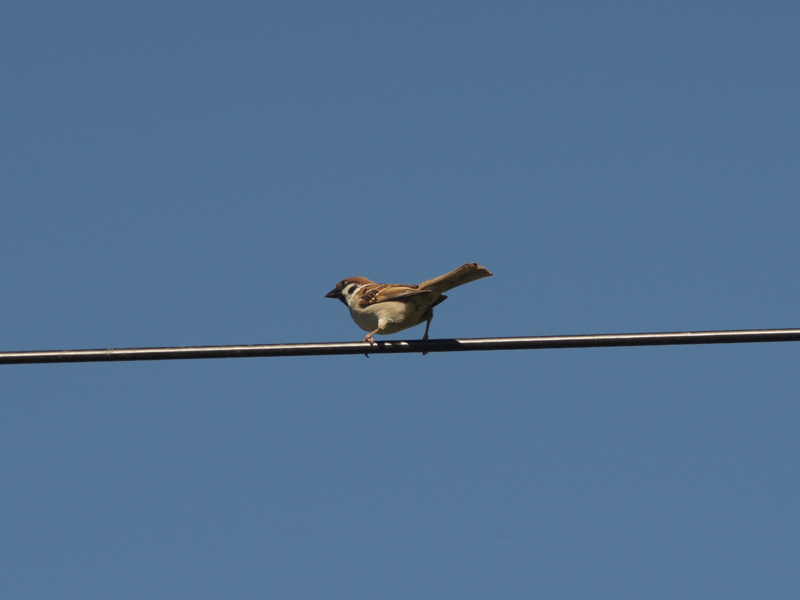 Spatz auf der Leitung Spatz auf der Leitung