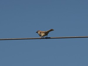 Spatz auf der Leitung Spatz auf der Leitung