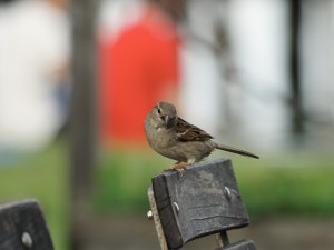 Spatz im Biergarten Spatz im Biergarten