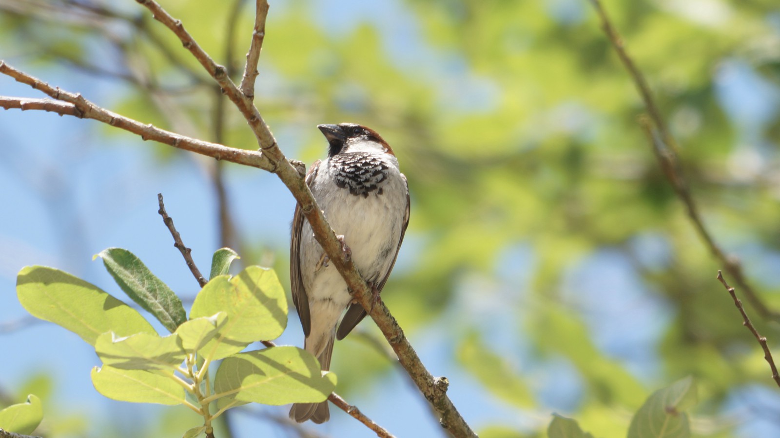 Spatz im Frühlingsgrün Spatz im Frühlingsgrün