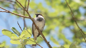 Spatz im Frühlingsgrün Spatz im Frühlingsgrün