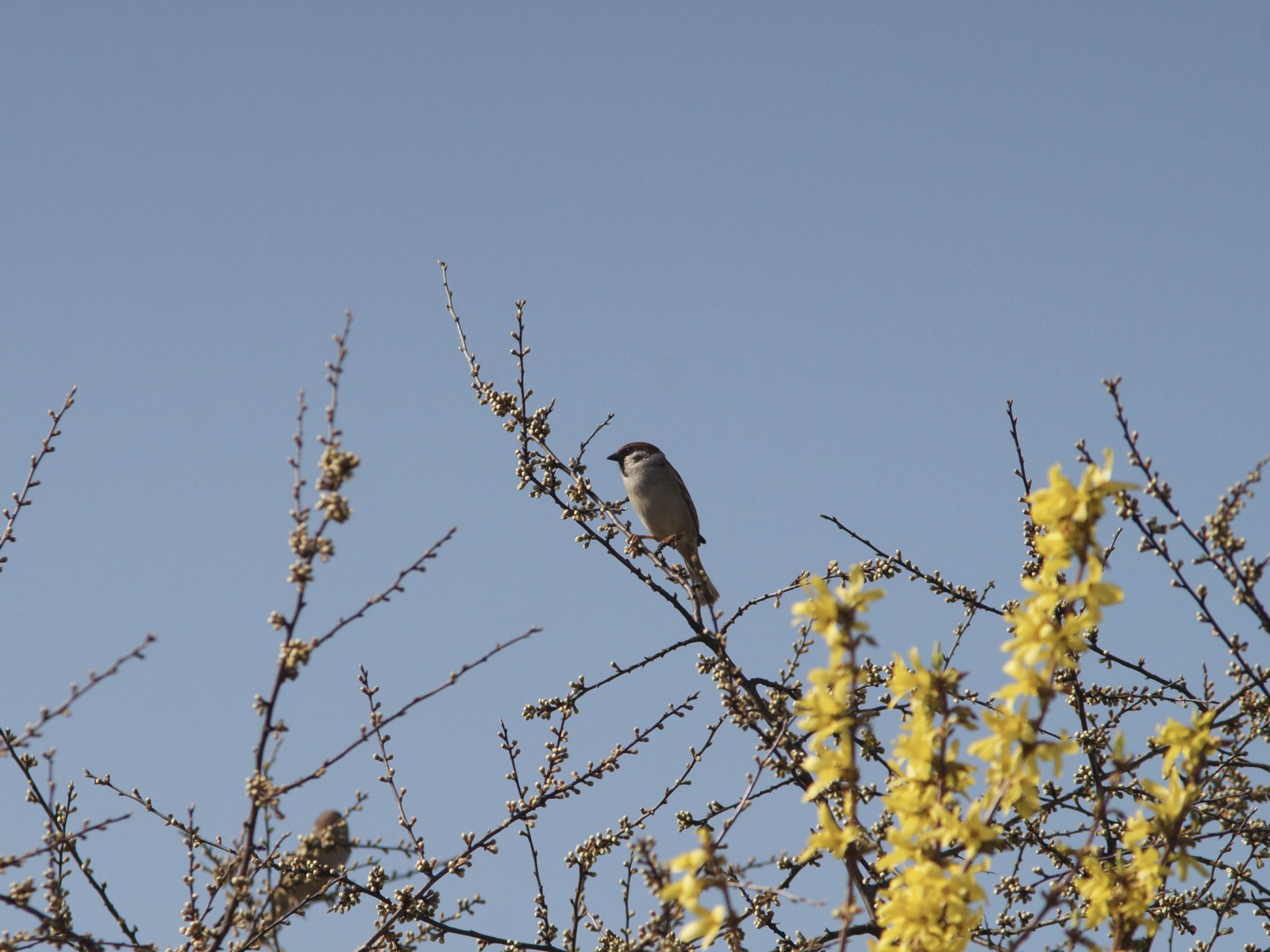 Spatz in Frühlingsbusch 1 Spatz in Frühlingsbusch 1