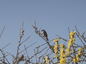 Spatz in Frühlingsbusch 1 Spatz in Frühlingsbusch 1