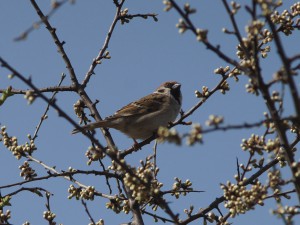 Spatz in Frühlingsbusch 2 Spatz in Frühlingsbusch 2