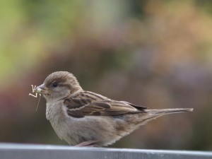 Spatz mit Grashüpfer Spatz mit Grashüpfer
