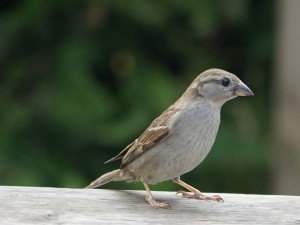 Süßer Spatz Süßer Spatz