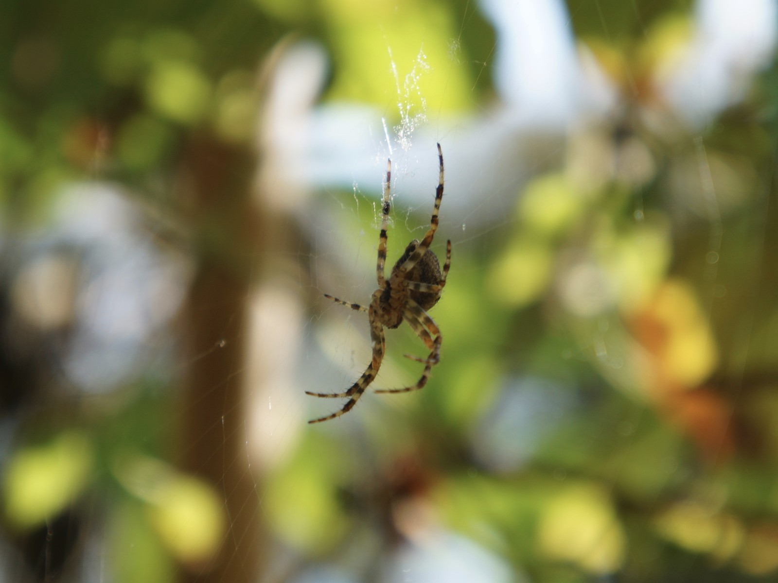Hängende Kreuzspinne Hängende Kreuzspinne
