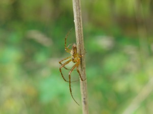 Herbstspinne am trocknen Halm Herbstspinne am trocknen Halm