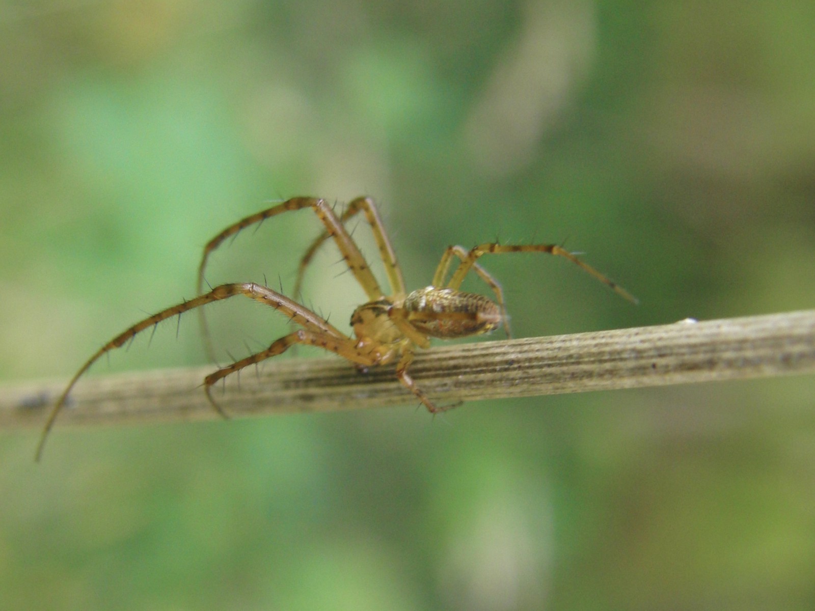 Herbstspinne auf trocknen Halm Herbstspinne auf trocknen Halm