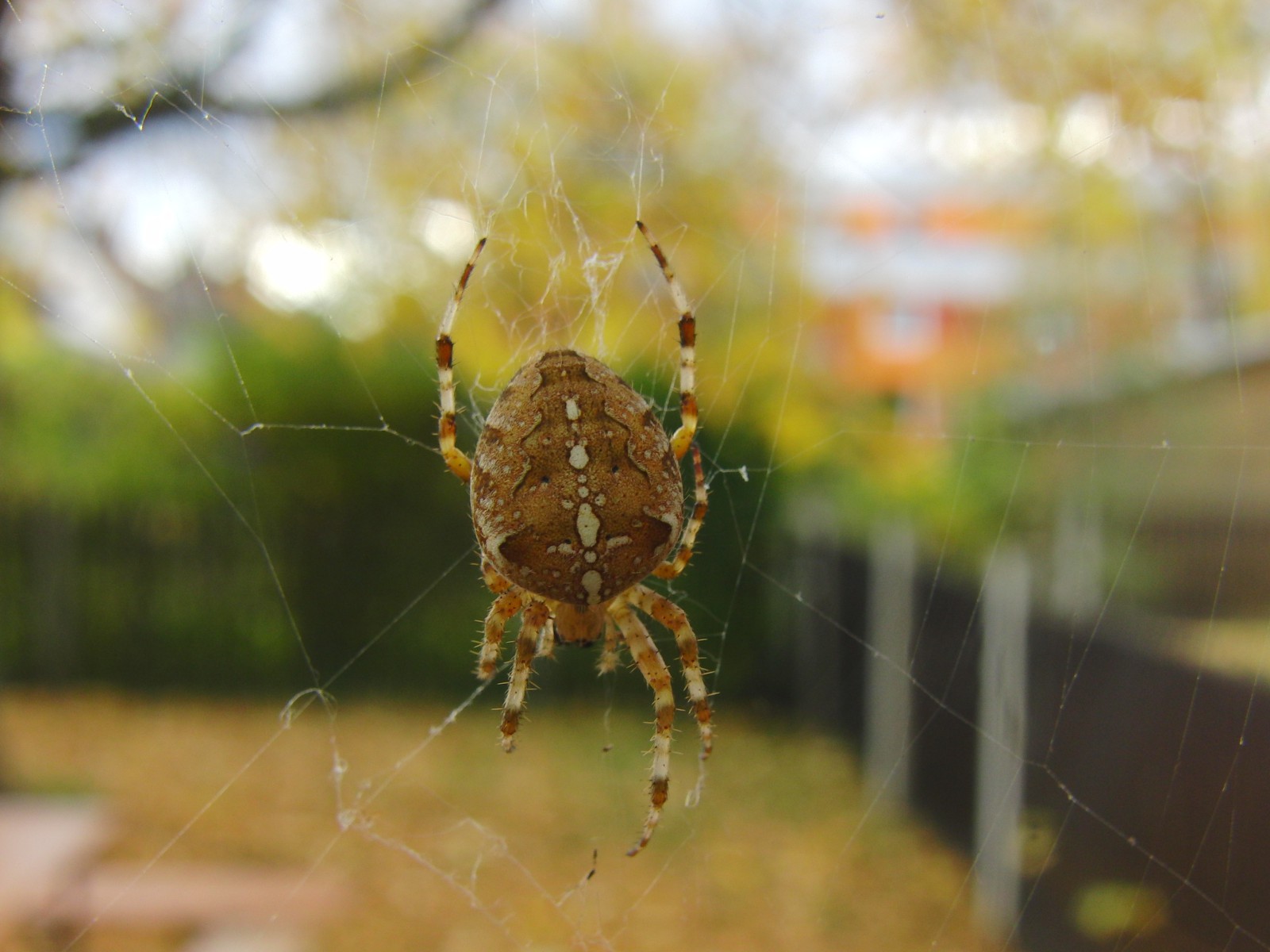 Kreutzspinne am Fenster Kreutzspinne am Fenster